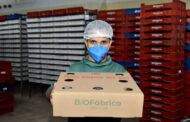 Insetos entram na rota da indústria maranhense de proteínas alternativas. Em destaque aqui na Portfólio Vip.